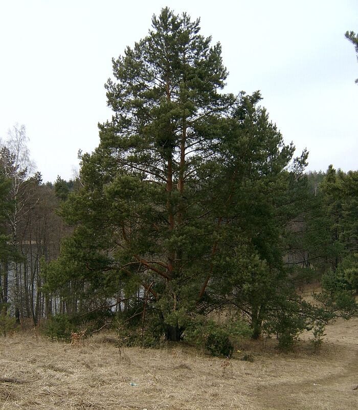 Mrągowo